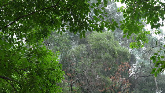 雨中的树林