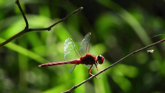 红蜻蜓栖息在树枝上视频素材模板下载