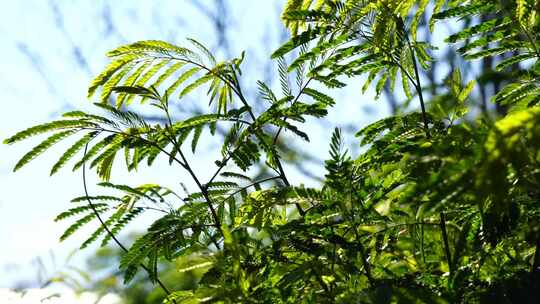 阳光植物叶子空镜