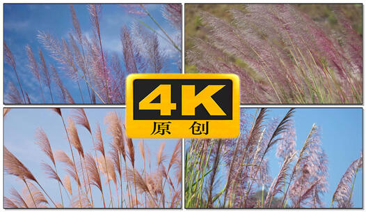 秋天唯美芦苇荡自然生态环保区4k素材