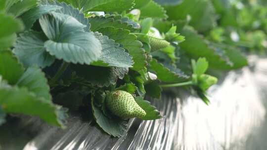 草莓园 农田 农业作物 水果 绿色植物 温室