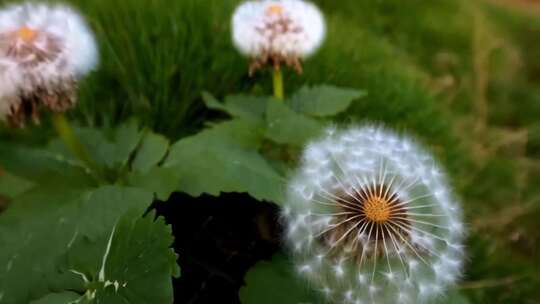 蒲公英花朵微距画面