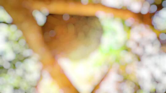 鸟鸣光斑树叶唯美空镜头视频素材模板下载