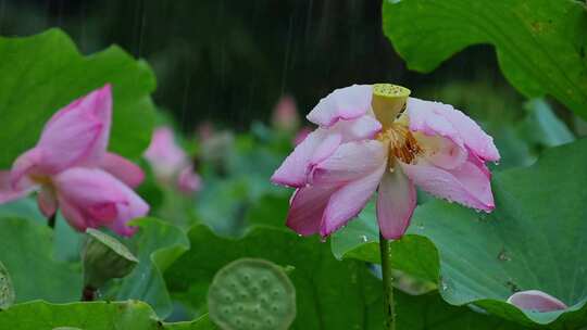 夏天雨水荷花荷叶雨滴雨景