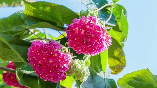 非洲芙蓉花