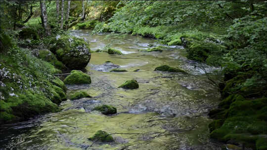 山间森林溪流