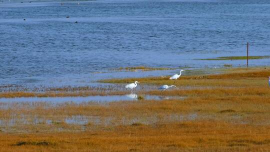 青海湖草原湿地鸟类动物自然风光