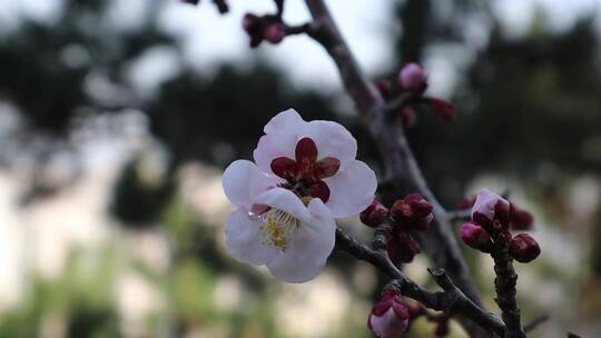 美丽的大自然花朵