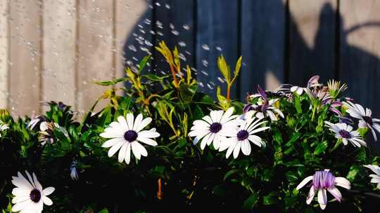 阳光下喷水的盆栽花朵