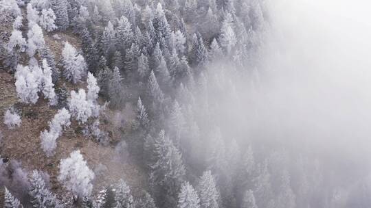 森林冬景航拍镜头