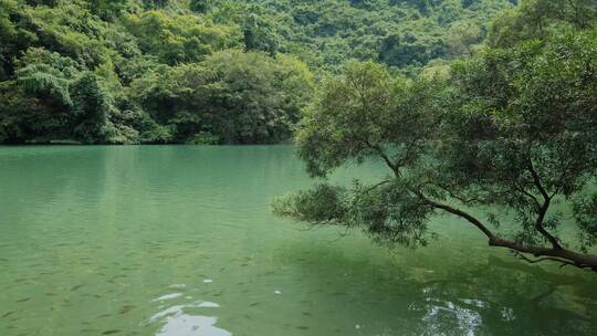 广西柳州龙潭公园池塘边树荫