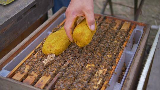 养蜂人在养蜂场工作喂养蜜蜂花粉视频素材模板下载