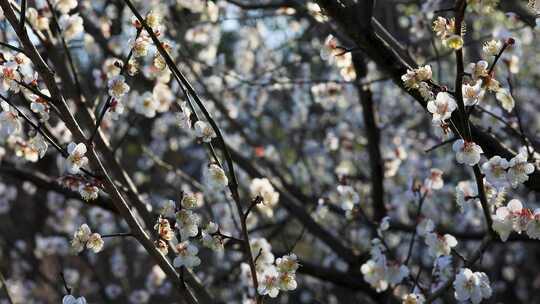 早春白梅绿梅盛开唯美空镜