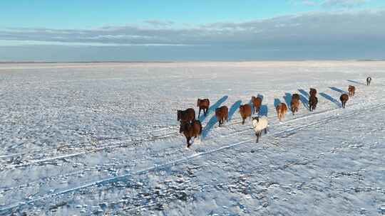 航拍呼伦贝尔冬季草原蒙古马-152