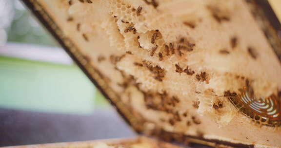 蜜蜂在蜂巢里工作