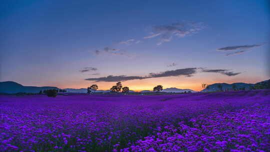 【延时】夕阳余晖中的紫色马鞭草花海视频素材模板下载