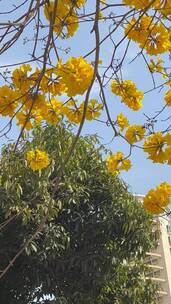 3月份的深圳是黄花风铃木的世界