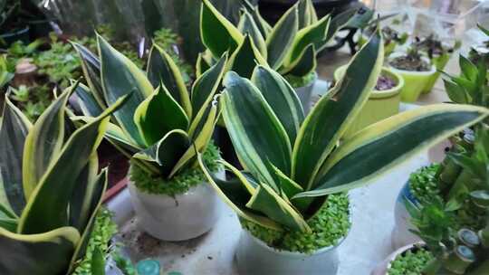 室内盆栽绿植花卉