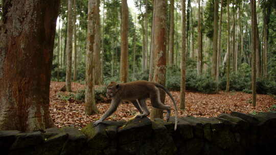 猴子沿着苔藓森林中的石栅栏行走