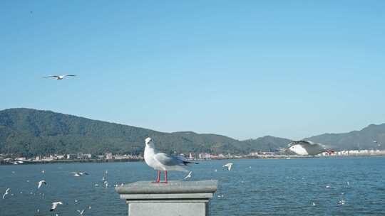 红嘴鸥海埂海鸥候鸟