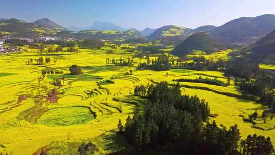 山地间的大片黄色梯田风景