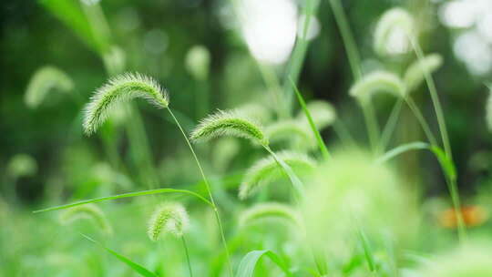 夏天清晨阳光树叶光影逆光小清新空镜