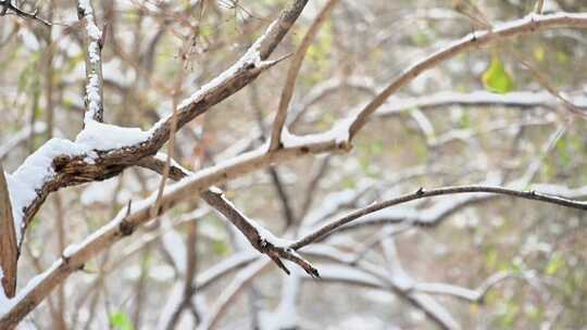 喜鹊站在挂满积雪的树枝上