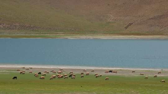 西藏羊湖