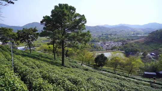 茶叶茶山