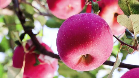 又大又圆红苹果成熟挂满果树视频素材模板下载