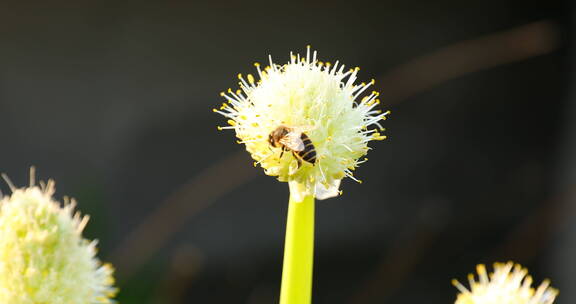 蜜蜂落在花蕊上特写