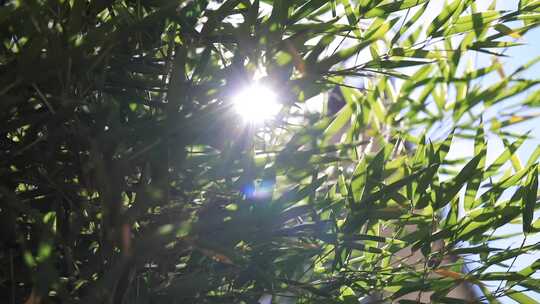 阳光照射下的树叶森林视频素材模板下载