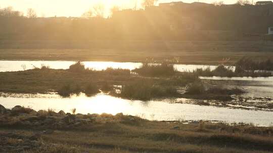 芦苇 河边 户外 景色河流