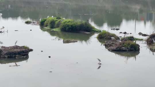湿地公园白鹭河水1视频素材模板下载