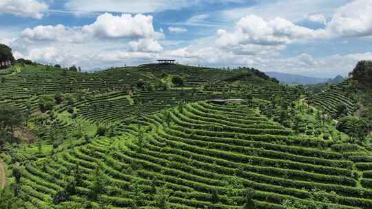 航拍绿色生态有机高山茶园