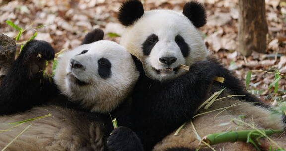 俩可爱的国宝大熊猫一起出竹子