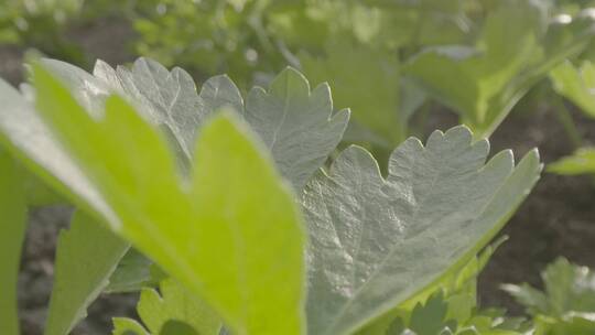 芹菜温室生长微距轨道拍摄LOG素材