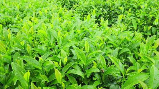 茶园茶叶茶茶山绿茶农业茶海采茶茶文化