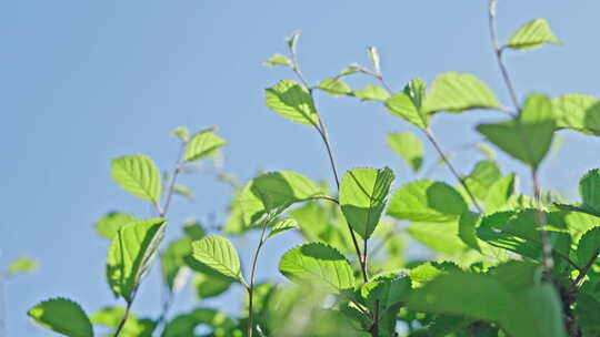 小清新夏日唯美空镜头 立夏 夏至