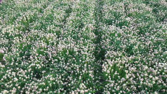 俯拍田地韭菜开花