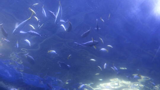 海底世界鱼