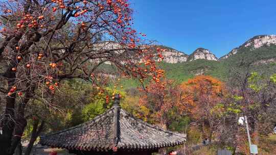 深秋的灵岩寺，色彩斑斓