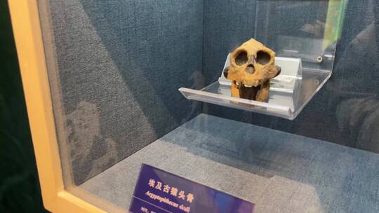 古人类原始人头骨化石骷髅视频素材模板下载