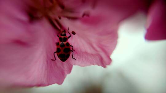 粉色花朵上的瓢虫