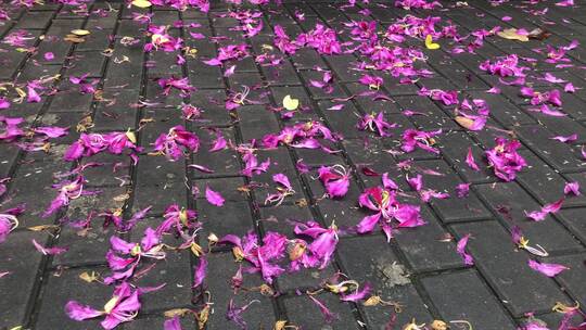 雨后散落的花瓣