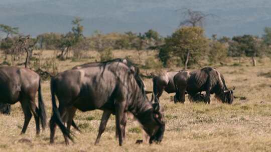 Gnu，野兽，牛群，Safari