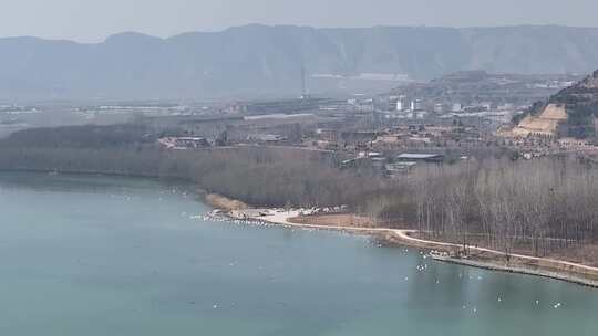 山西平陆大天鹅景区