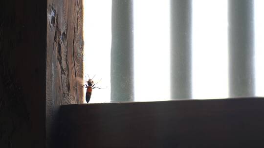 家里窗户上的马蜂屋里黄蜂飞来飞去寻找食物视频素材模板下载