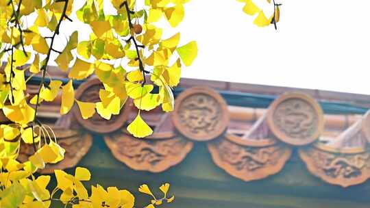 中式古建筑前的黄色的银杏叶