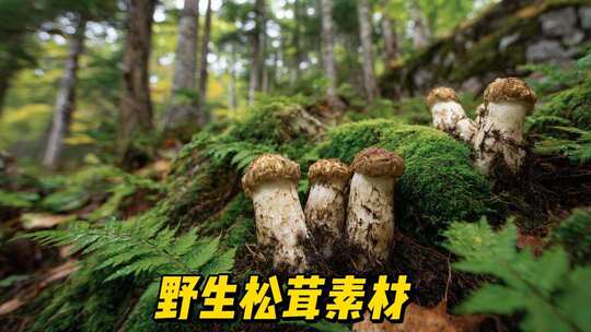 松茸森林野生松茸